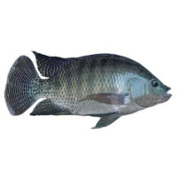 Frozen Black Tilapia fish - 800g - Dayseaday