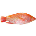 Frozen Red Tilapia fish - 800 - 1000g